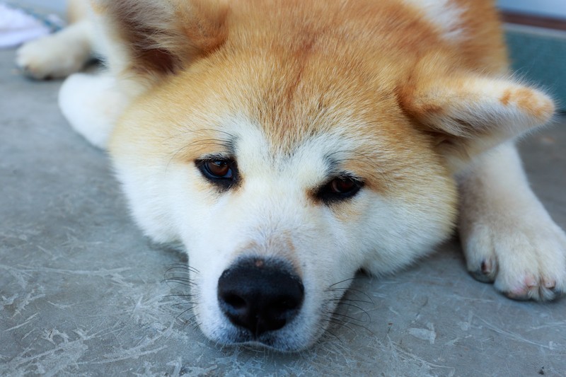 野良犬